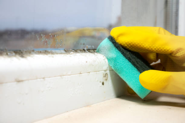Best Black Mold Removal  in Anderson, SC