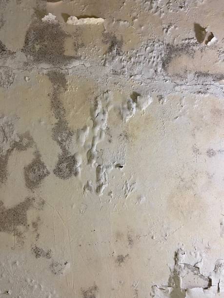 Best Mold Testing  in Anderson, SC