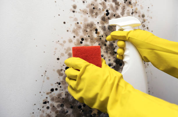 Best Office Mold Removal Services  in Anderson, SC