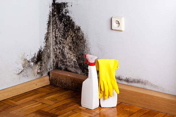 Best Same-Day Mold Removal  in Anderson, SC