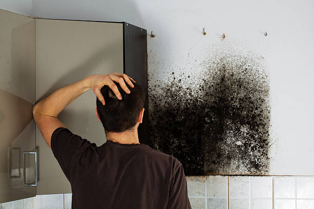 Best Mold Remediation Services  in Anderson, SC