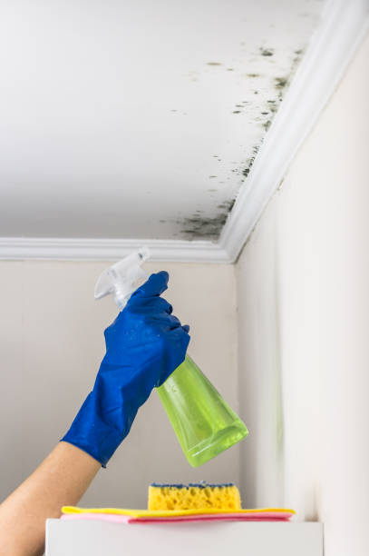 Mold Testing and Removal in Anderson, SC